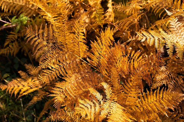 Comment créer un jardin de fougères : sélection et entretien spécifique