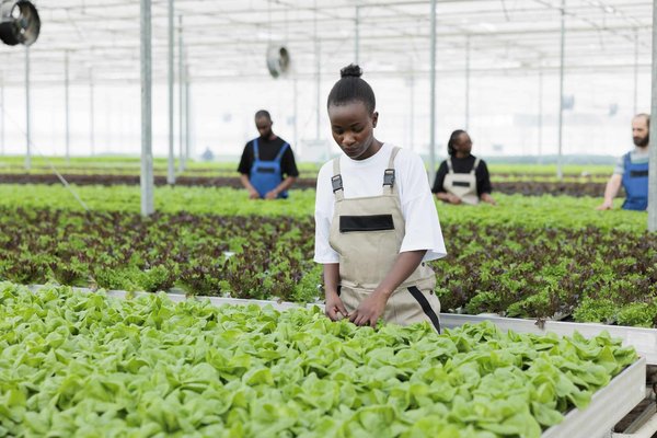 Quelle est la méthode la plus efficace pour détartrer une bouilloire électrique sans produits chimiques ?